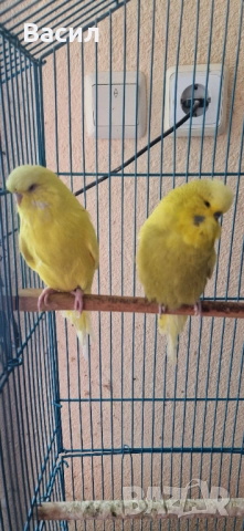 Изложбени вълнисти, снимка 3 - Папагали - 51645259