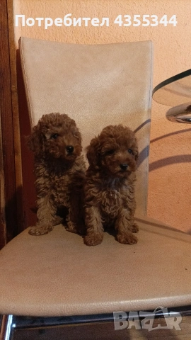 Мини пудел , снимка 4 - Пудели - 54294356