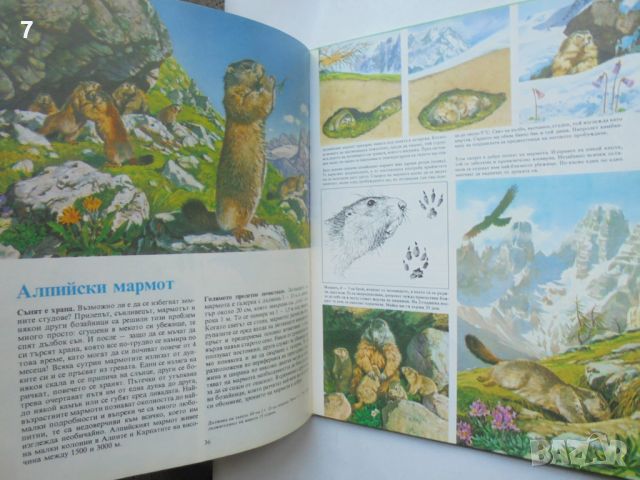 Книга Тайните на животните. Том 3: В планините; В саваните - Мишел Кюизен 1992 г., снимка 4 - Детски книжки - 46412091