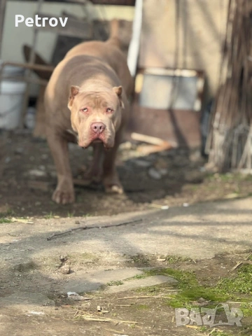 Американско були , снимка 9 - Питбул - 53690899