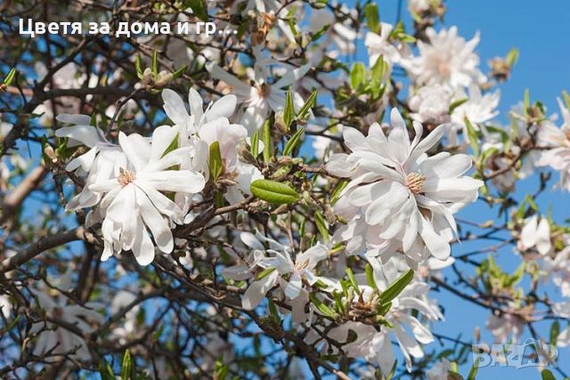 Magnolia Stellata (Магнолия Стелата), снимка 3 - Градински цветя и растения - 46565954