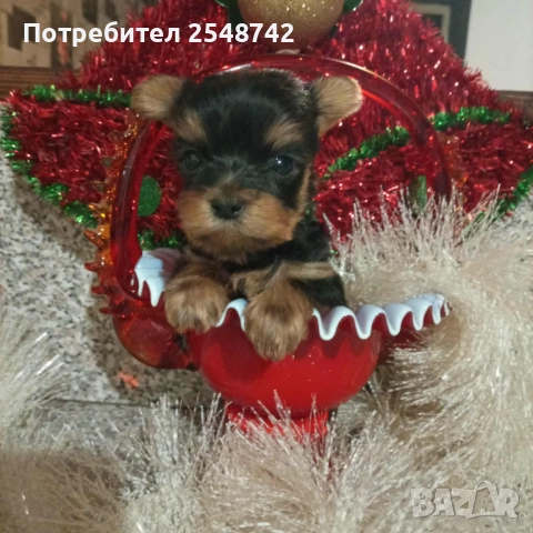 Мини Йорки , снимка 3 - Други - 51182606