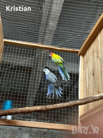 Свободни Розели - Мутация, снимка 2 - Папагали - 50741218