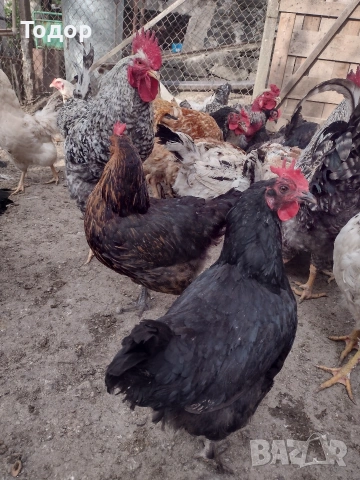 продавам оплодени яйца за люпене , снимка 3 - Кокошки и пуйки - 54273769