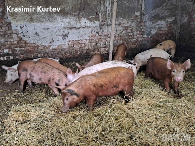 Малки Прасета бели и червени, снимка 3 - Прасета - 53229138