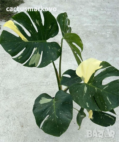 Monstera Thai Constellation, снимка 2 - Стайни растения - 51842638