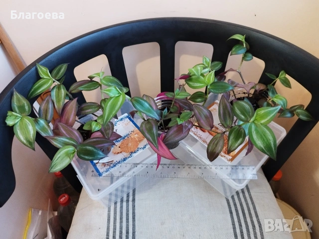 Традесканция 3 бр за 4 €, снимка 3 - Стайни растения - 52027182