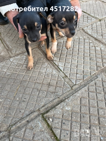 Кученца Пинчер 