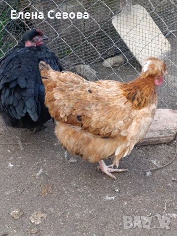 Яйца за люпене от Съсекс, голошийки и качулати , снимка 2 - Кокошки и пуйки - 53100266