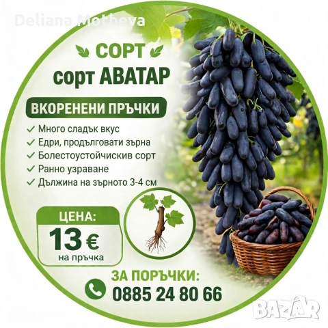сорт грозде АВАТАР 