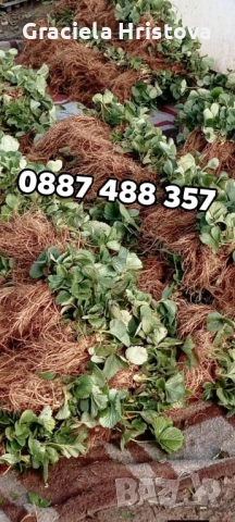 Продавам разсад ягоди , снимка 2 - Сортови семена и луковици - 53858059