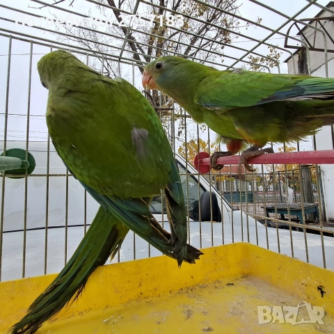 продавам папагал барабанди 2025 г, снимка 5 - Папагали - 52809525