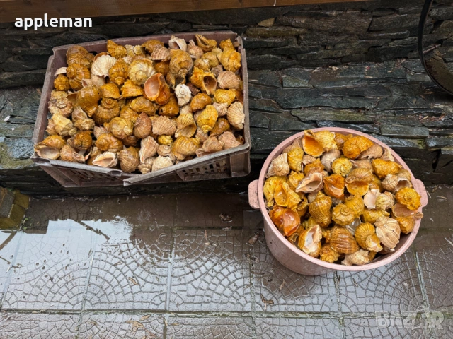 продавам лакирани рапани за домашни потреби и декорация, снимка 4 - Други - 53749150