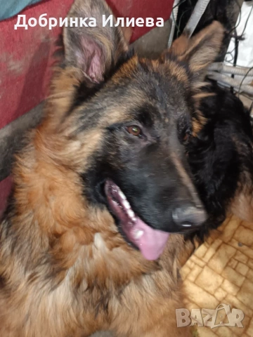 Продавам елитни немски овчарки, на 4 месеца, три ваксини, обезпаразитени., снимка 12 - Немска овчарка - 53387270