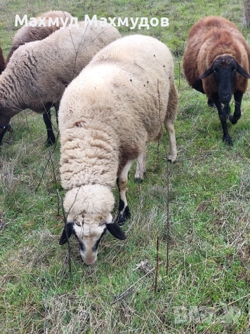 Продавам коч...., снимка 2 - Овце - 52913990