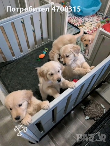 Голдън ретривър момче родословен баща, снимка 5 - Голдън ретривър - 53384772