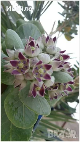 Calotropis procera - Содомска ябълка - семена