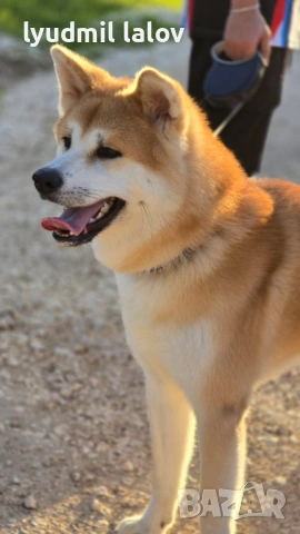 Акита Ину родословие документи, снимка 4 - Акита ину - 53076997