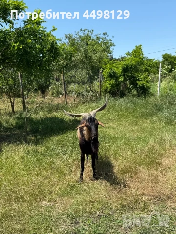 Пръч френски алпин, снимка 1