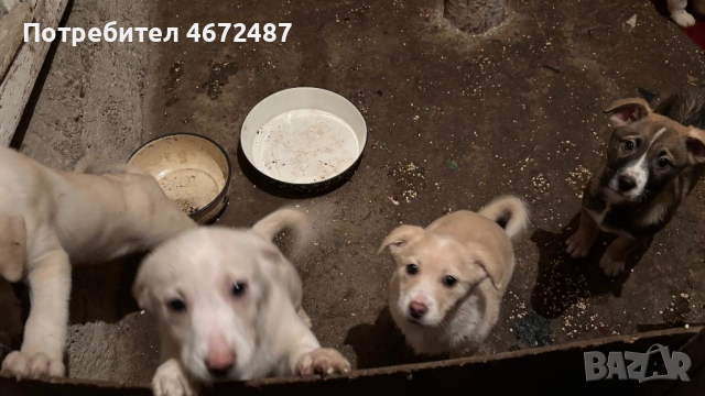 Подаряват се кученца, снимка 9 - Други - 52700983