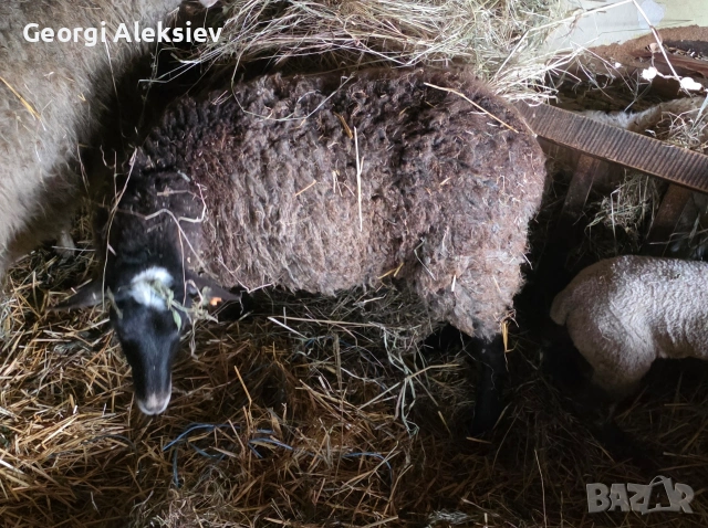 Романовски овце, снимка 3 - Овце - 53627321