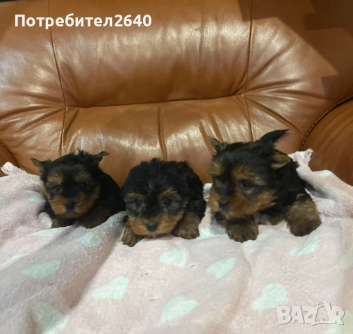 Йоркширски териер-стандарт, снимка 4 - Йоркширски териер - 53142975