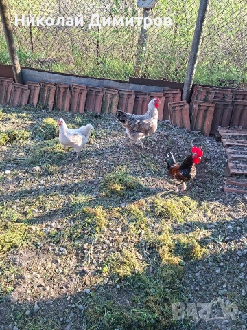 яйцата от фамилна ферма., снимка 4 - Кокошки и пуйки - 54261264