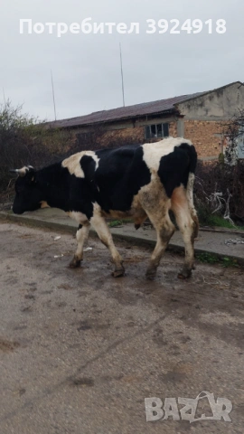 Продавам мъжко теле 550 600кг , снимка 4 - Крави - 52837308