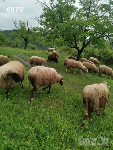 Овце за дамазлък, снимка 4 - Овце - 45674180