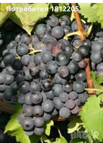 Грозде Сторгозия и Дунавски лазур 1.50лв, снимка 1