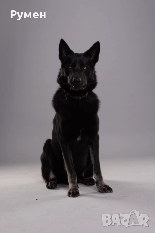 Черно вълче Чехословашки вълчак КАПАРИРАНО, снимка 5 - Други - 52115148