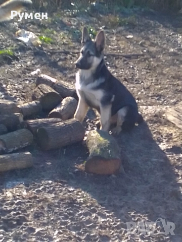 Чехословашки вълчак източно-европейска овчарка, снимка 2 - Други - 52428428