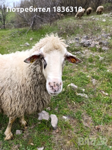 Овца, снимка 2 - Овце - 54204340
