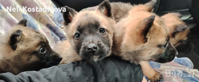 Белгийска овчарка Малиноа , снимка 4 - Белгийска овчарка - 53273246