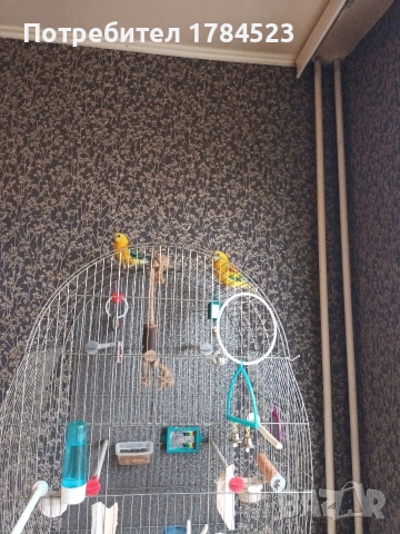 поен папагал млад. , снимка 13 - Папагали - 54165345