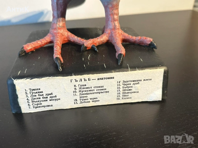 Соц Учебен Анатомичен Модел на Гълъб, снимка 5 - Антикварни и старинни предмети - 53667367