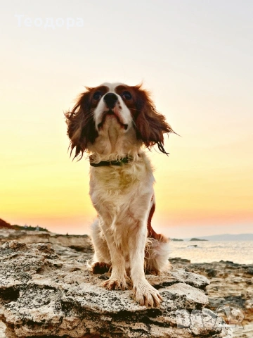 Кавалер Кинг Чарлз Шпаньол за разплод , снимка 3 - Кавалер кинг чарлз шпаньол - 53781704