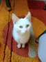 Бяла котка , снимка 1