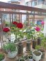 Продавам рози,чашкодрян, салвия,розмарин,китайска паричка/Pilea/, снимка 1 - Градински цветя и растения - 34722969