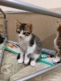 ПОДАРЯВАМ домашни котенца, снимка 2