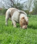 Американско були / American bully XL , снимка 16