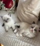 породисти котенца, снимка 3