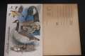 Стара пощенска картичка ”Канадски гъски” (неизползвана), снимка 3