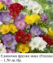 Фрезии - единични и кичести/двойни (Freesia) - луковички, снимка 1