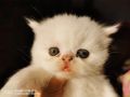 Продаат се персийски котенца, снимка 1 - Персийска - 45427297