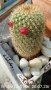Кактус Мамилария, снимка 1