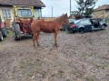 Продавам двата коня , снимка 4