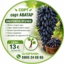 сорт грозде АВАТАР , снимка 1