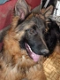 Продавам елитни немски овчарки, на 4 месеца, три ваксини, обезпаразитени., снимка 12