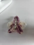 Брошки с естествен цвят на орхидея. , снимка 7